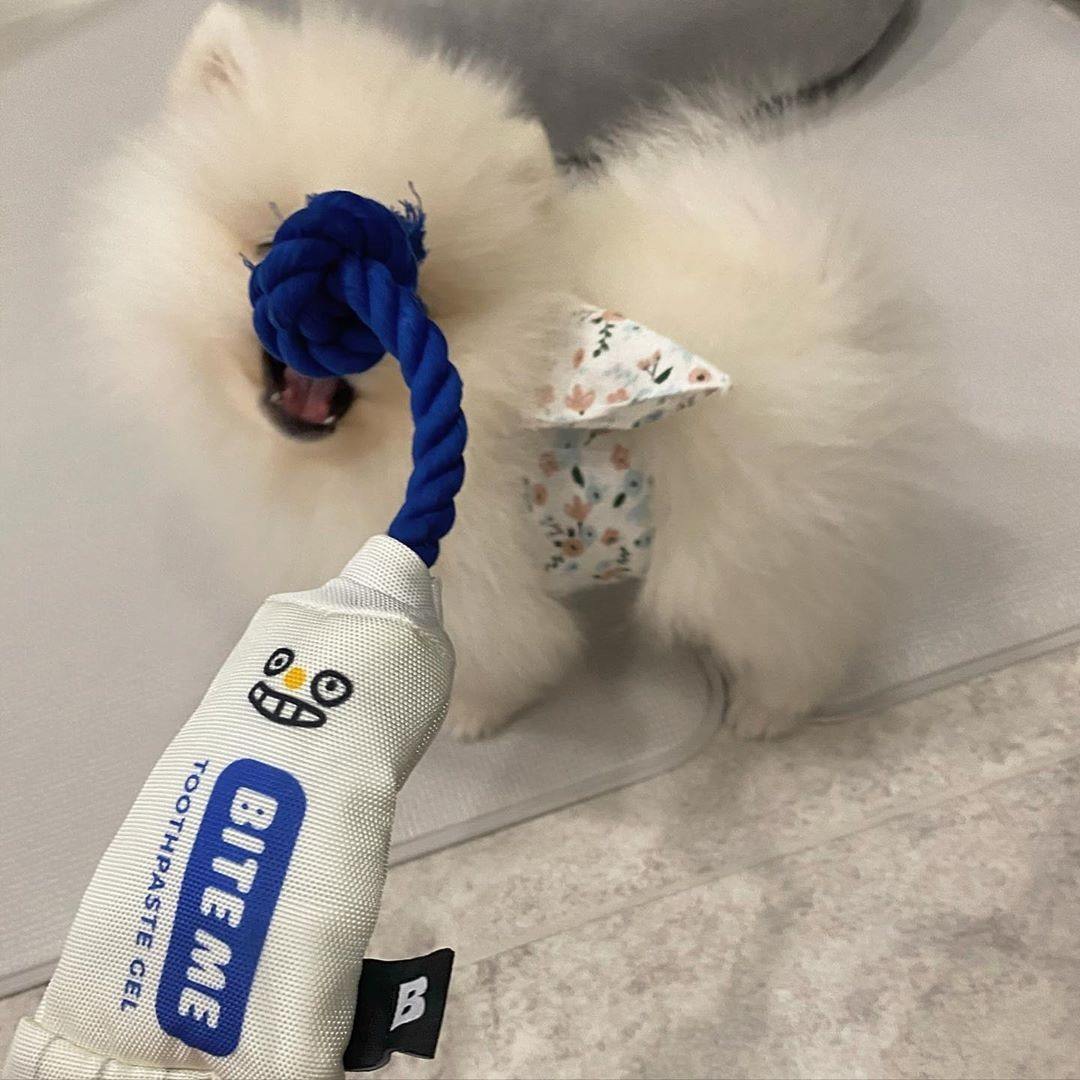 Funny Toothpaste Plush Toy for Pets - Puppeeland