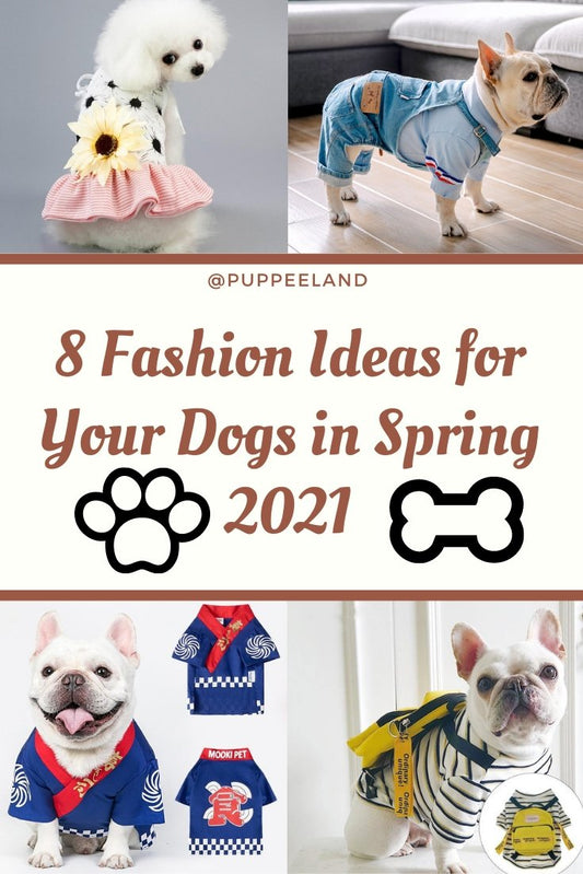 8 Fashion Ideas for Your Dogs in Spring and Summer 2021 - Puppeeland