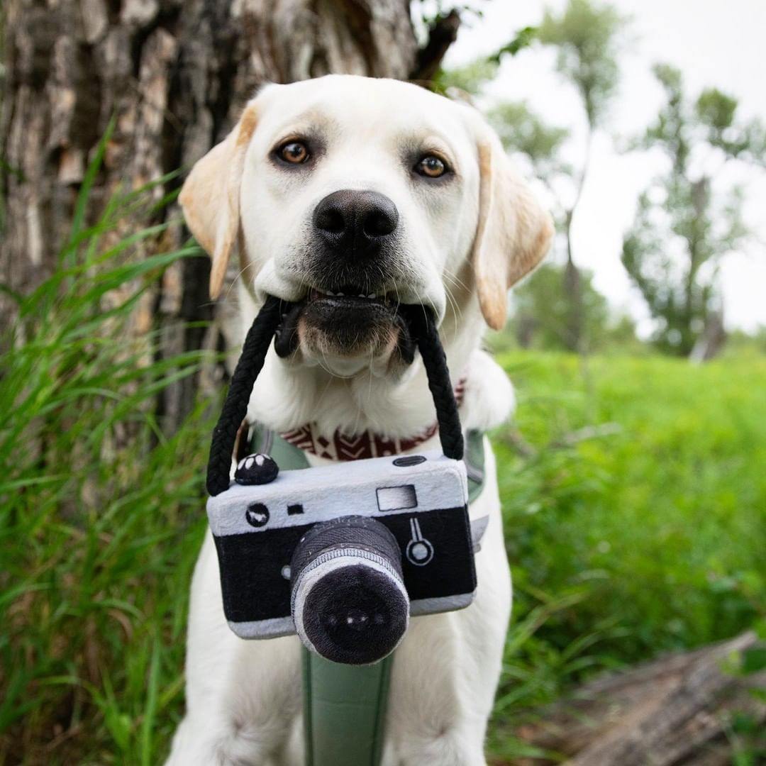 Camera Plush Toy for Pets - Puppeeland